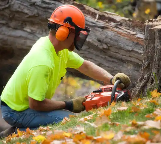 tree services Clifton